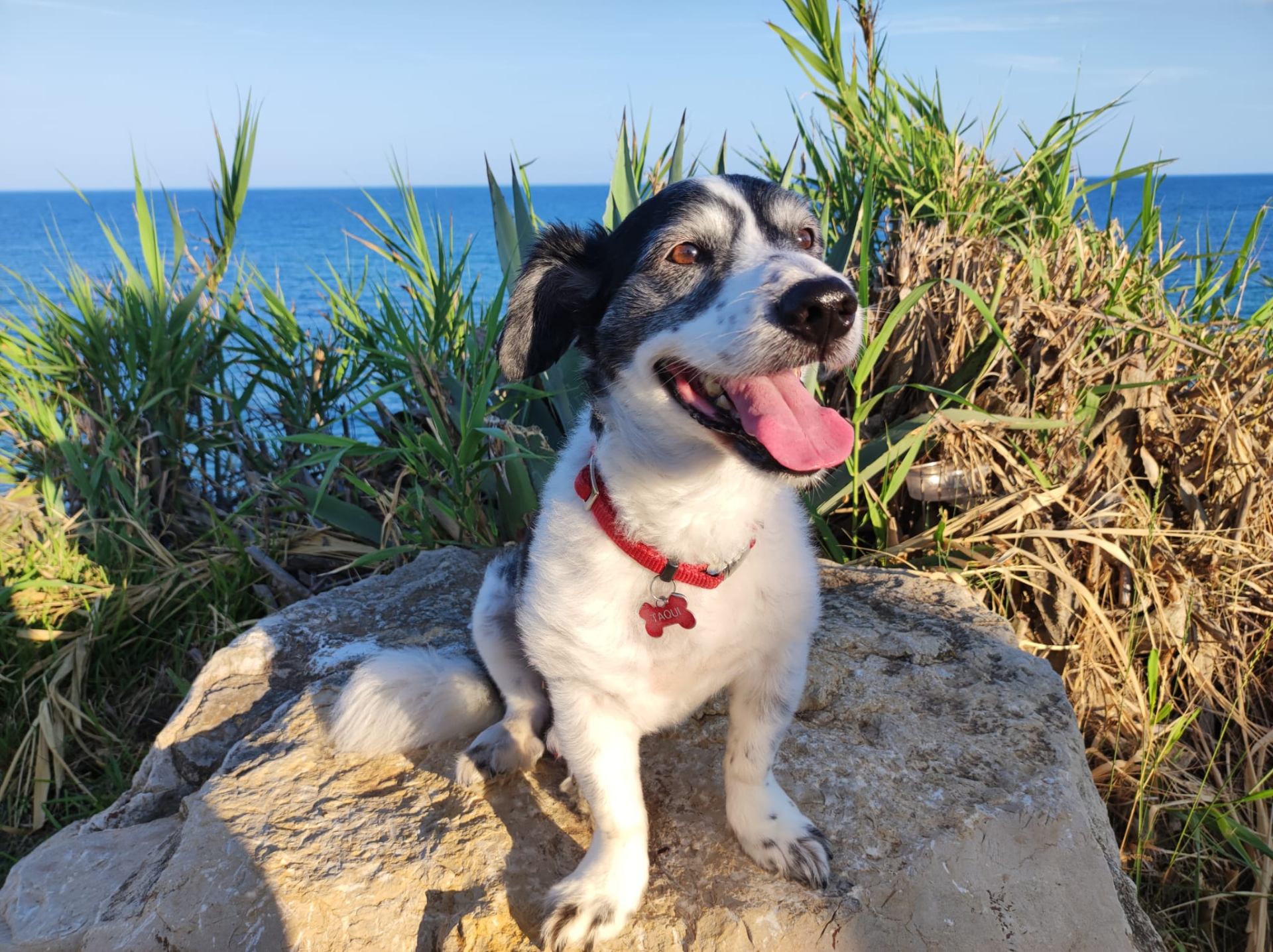 Happy dog by the Mediterranean sea in Peñiscola